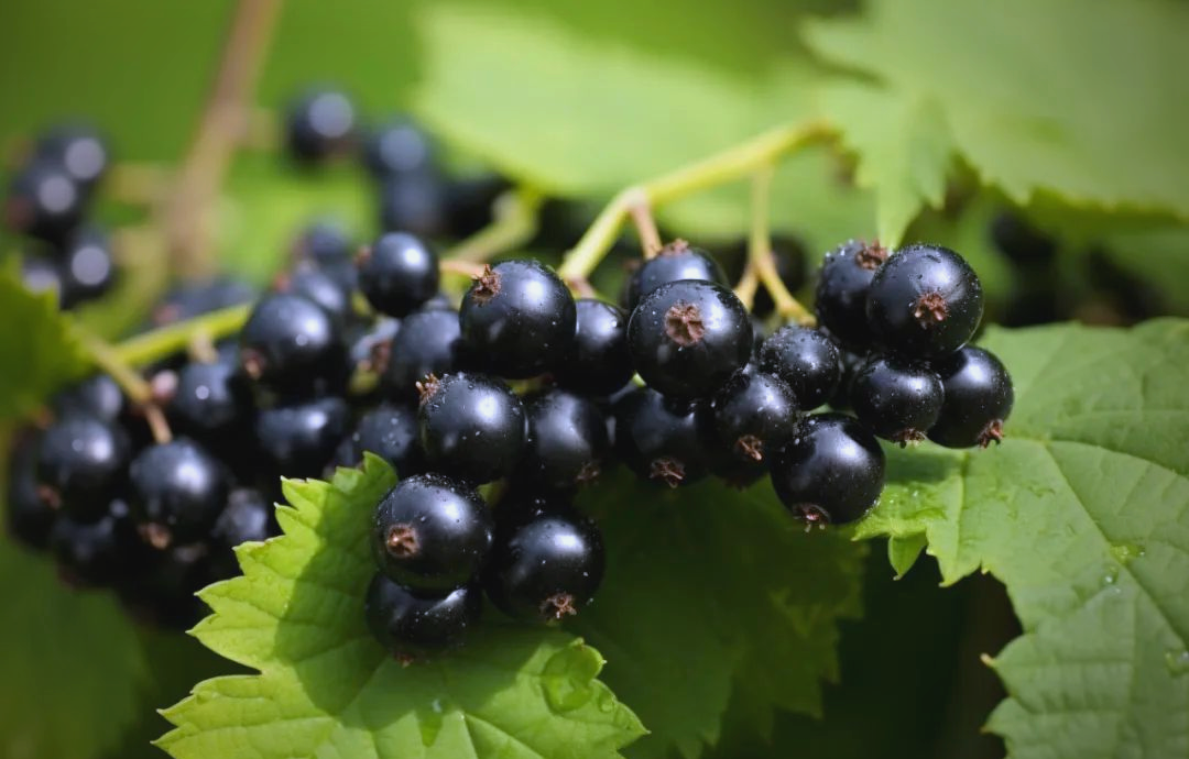 Blackcurrant anthocyanins