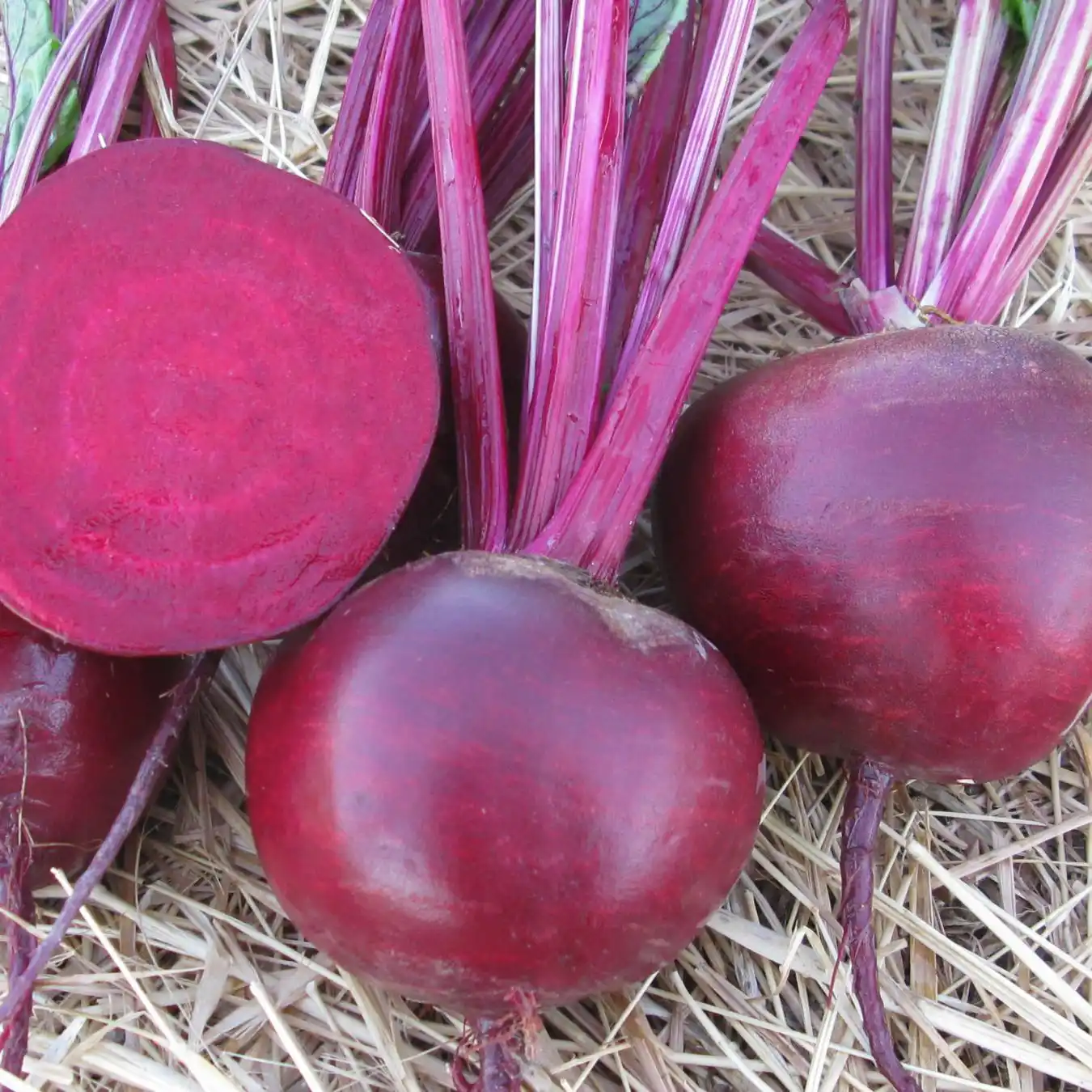 Red beet cultivation base